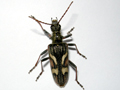 Rhagium bifasciatum